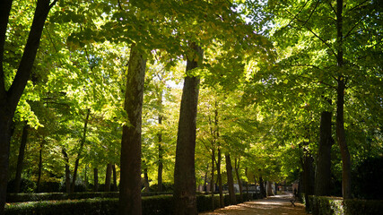 caminos de bosques frondosos en primavera, pinos, flores, naturaleza, otoño en Aranjuez, Madrid, España.