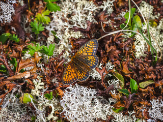 Small mother of pearl butterfly (Boloria eunomia) sit on white moss, close up.