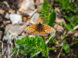 Small mother of pearl butterfly (Boloria eunomia) sit on green grass, close up.