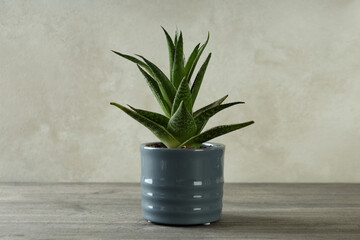 Pot with aloe vera plant on gray textured table