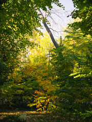 Obraz premium caminos de bosques frondosos en primavera, pinos, flores, naturaleza, otoño en Aranjuez, Madrid, España.