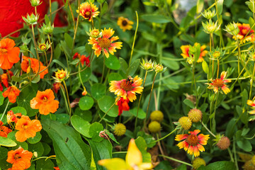 bee working hard in the Firewheel section of the garden