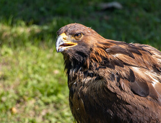 The portrait of The Golden Eagle (Aquila chrysaetos) on a green background