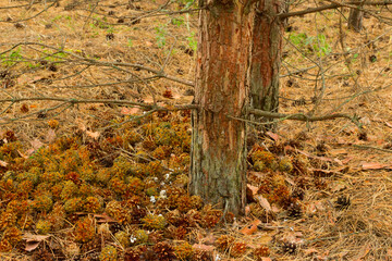 the cones are lying on the ground near the tree