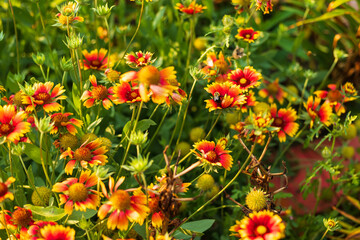 another bee working hard in the Firewheel section of the flower garden