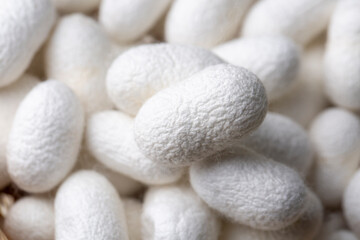 Fototapeta na wymiar White silkworm cocoons bark. It is the source of silk thread and silk fabric