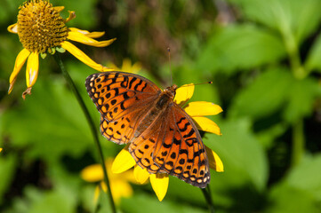 Barbershop Trail No. 91..Variegated Fritillary..Credit: U.S. Forest Service, Coconino National Forest. 