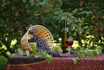 Composition with black and green grapes, a basket, a glass of red drink and a bottle on a table in a garden on the background of an apple tree