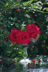 Bunch of beautiful red roses in a glass vase surrounded by sprigs of ripe cherries in the summer garden