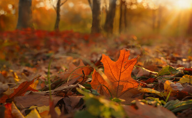 Autumn maple leaf glows in sun rays at sunset. Warm evening in autumnal park with сolorful fall foliage.