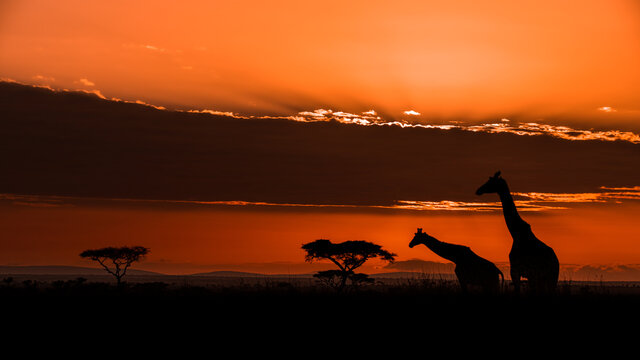 Amazing sunset and sunrise with giraffes and trees in Serengueti . Panorama silhouette tree in africa with sunset. Tree silhouetted against a setting sun. Dark tree on open field dramatic sunrise.