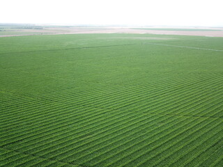 Green corn plantation with drone