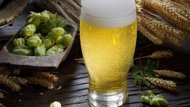 In a glass of craft unfiltered beer, beer bubbles play in the backlight, ripe beer hops, ears of barley and the spirit of a home brewery in the background.    