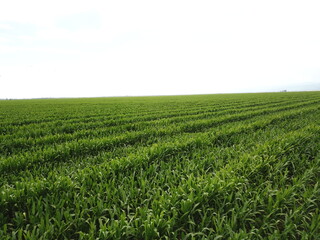 Fototapeta na wymiar Green corn plantation with drone