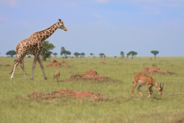 Rothschild's giraffe (Giraffa camelopardalis rothschildi) is a subspecies of the Northern giraffe and one of the most endangered distinct populations of giraffe
