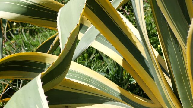 Agave leaves, succulent gardening in California, USA. Home garden design, yucca, century plant or aloe. Natural botanical ornamental mexican houseplants, desert arid climate decorative floriculture.