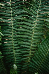 Green fern leaves