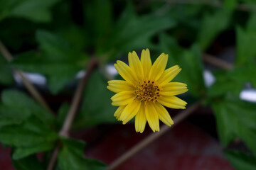 single small yellow sunflower flower in the greenery background