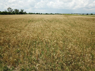 Wheat plantation shooted with drone