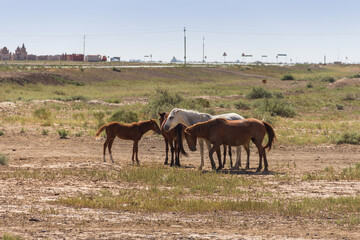Fototapeta na wymiar horses in Kazakhstan graze in the steppe, free-range horses, domestic animals in Kazakhstan, horses free