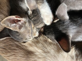 The kitten is sleeping and eating milk mother cat feeding kittens