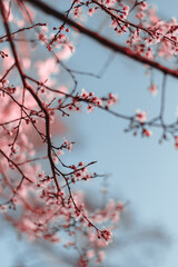 Cherry Blossom