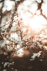 Sunny Cherry Blossom