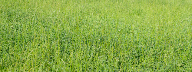 background of green grass field	