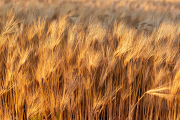 South Korea , seoul , Ripe golden barley field in Golden Sunset
