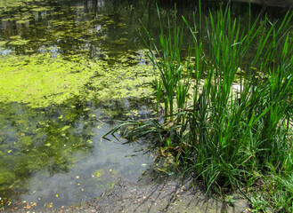 Water surface of a swamp or lake  with a layer silt or green algae. Pollution of rivers and lakes with harmful algal blooms. It is world environmental problem. Ecology concept of polluted nature.