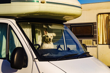 Dog inside camper car - obrazy, fototapety, plakaty