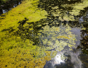 Water surface of a swamp or lake  with a layer silt or green algae. Pollution of rivers and lakes with harmful algal blooms. It is world environmental problem. Ecology concept of polluted nature.