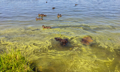 Wild ducks swim near shore in the water with a layer of blue-green algae. Water pollution by blooming Cyanobacteria is world environmental problem. Ecology concept of polluted nature.
