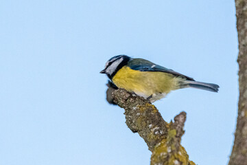 blue tit perched on a tree branch