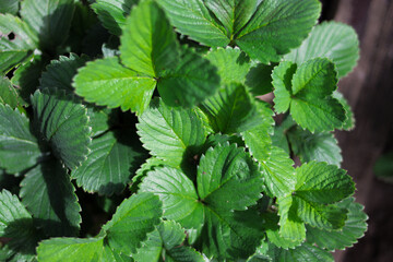 Strawberries leaves background