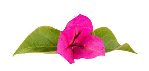 Bougainvillea  flowers