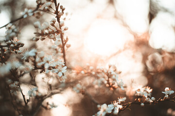 spring in the forest