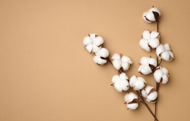 Cotton flower on pastel beige paper background, overhead. Minimalism flat lay composition, copy space