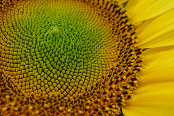Macro sunflower. Nature background. Golden section Sunflowers. Field of blooming sunflowers.