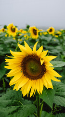 Fototapeta premium Sunflowers. Field of blooming sunflowers. Nature. Selective focus. beauty sunset over sunflowers field. Panoramic views.