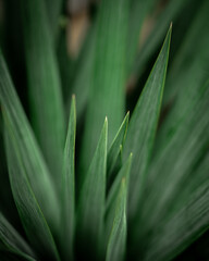 close up of a green lily plant 