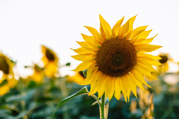 Warm summer sunsets over a sunflower field. Selective focus. Sunflowers at sunset. Landscapes of sunflower fields. Field of blooming sunflowers.