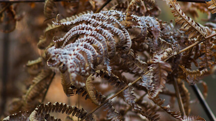 Fougères et bruyères dans la forêt des Landes de Gascogne, mises en valeur par de magnifiques jeux de lumière