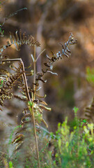Fougères et bruyères dans la forêt des Landes de Gascogne, mises en valeur par de magnifiques jeux de lumière