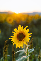 Sunflowers at sunset. Landscapes of sunflower fields. Field of blooming sunflowers. Warm summer sunsets over a sunflower field. Selective focus.