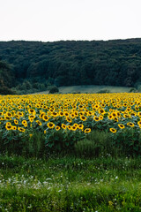 Sunflowers. Field of blooming sunflowers. Nature. Selective focus. beauty sunset over sunflowers field. Panoramic views.