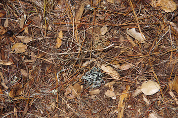 Full frame high angle close-up view of a forest floor in summer with remnants of leaves, bark, needles and other plant parts
