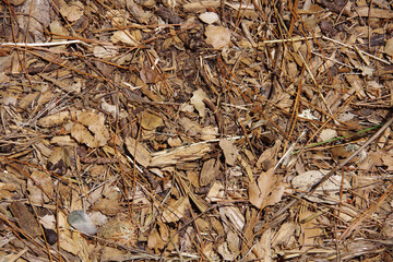 Full frame high angle close-up view of a forest floor in summer with remnants of leaves, bark, needles and other plant parts