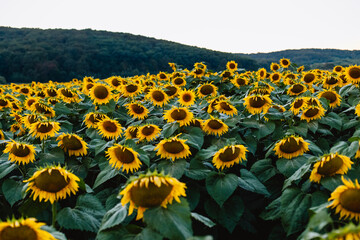 Obraz premium Sunflowers. beauty sunset over sunflowers field. Panoramic views. Field of blooming sunflowers. Nature. Selective focus.
