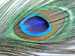 Single Peacock feather isolated on white background